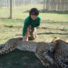 Petting the cheetahs!
