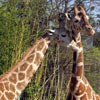 Giraffe's enjoying the attention