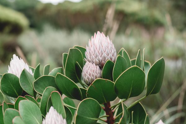 laura-flint-IHKycOIfWf4-unsplash